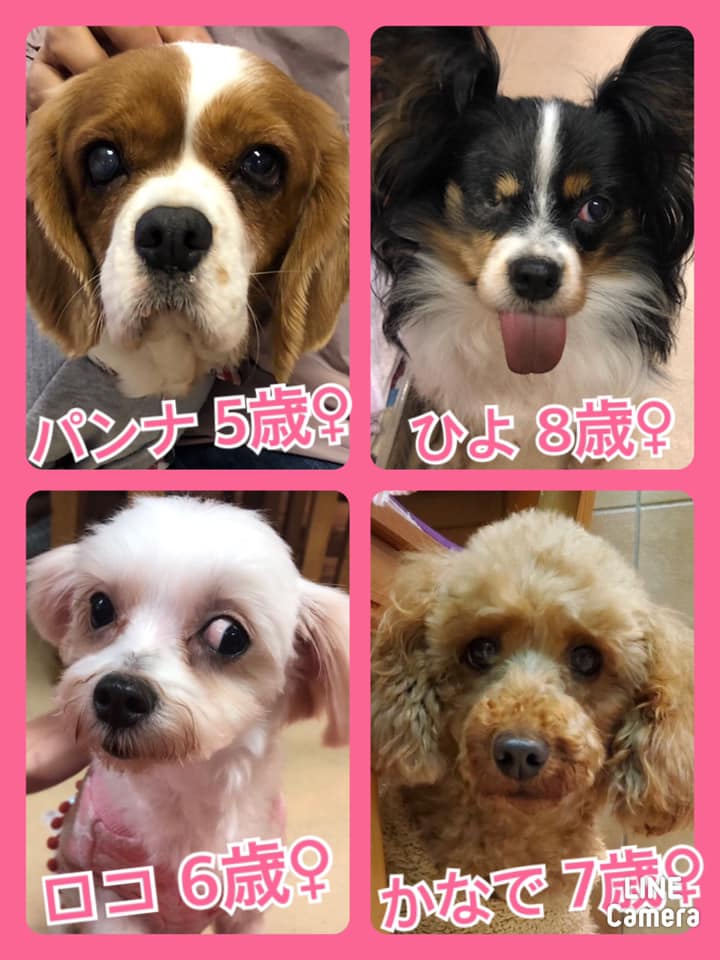 🐾今日の里親様募集中ワンコ🐶メンバーです🐾2020,11,23